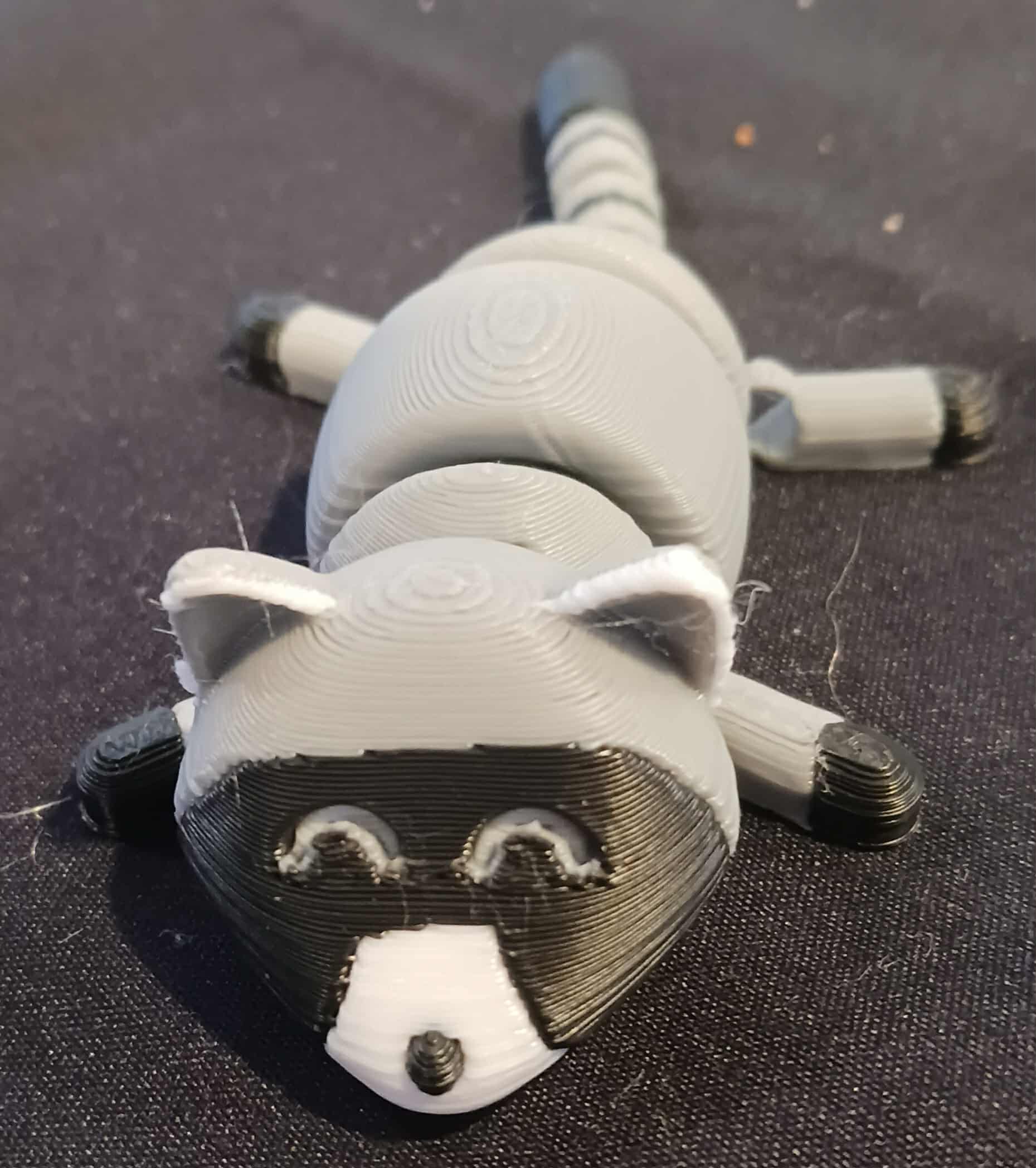 Racoon